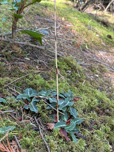 Western Rattlesnake Plantain