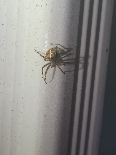 Cross Orbweaver