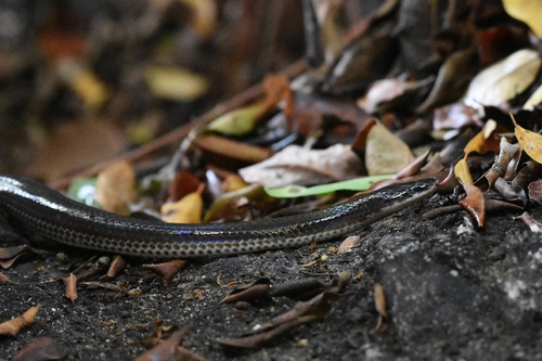 Asian Sunbeam Snake
