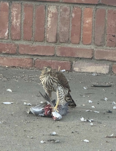 Cooper's Hawk