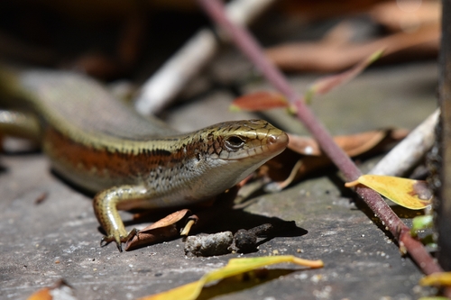 Common Sun Skink