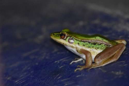 Green Paddy Frog