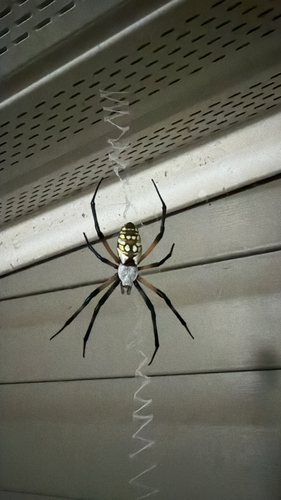 Yellow Garden Spider