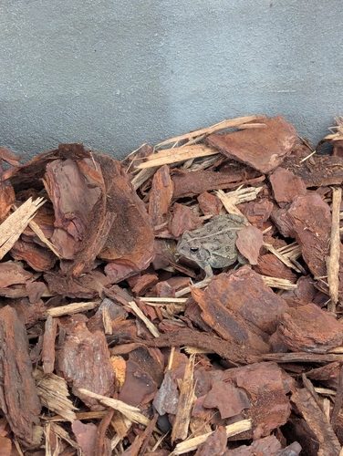 Fowler's Toad
