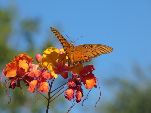Gulf Fritillary