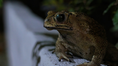 Asian Common Toad