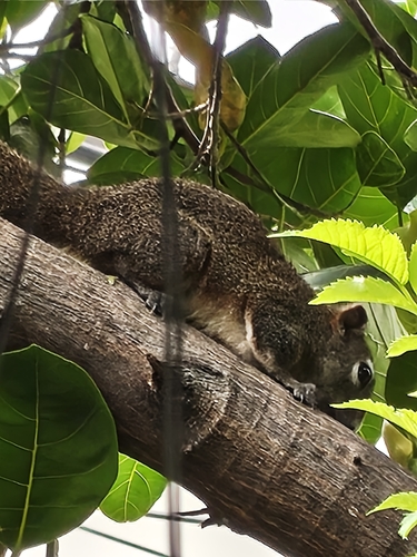 Finlayson's Squirrel