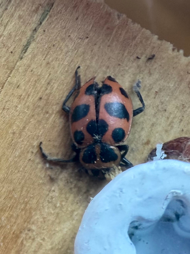 Spotted Pink Lady Beetle