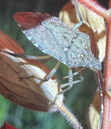 Brown Marmorated Stink Bug