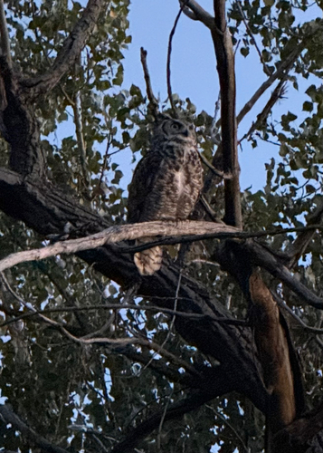 Great Horned Owl