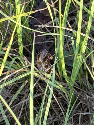 Northern Cottonmouth