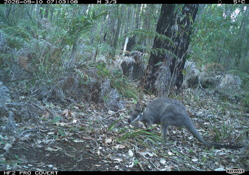 Western Brush Wallaby