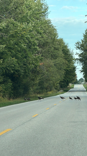 Wild Turkey