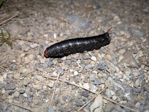 Bedstraw Hawkmoth