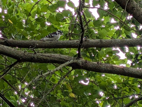 Downy Woodpecker