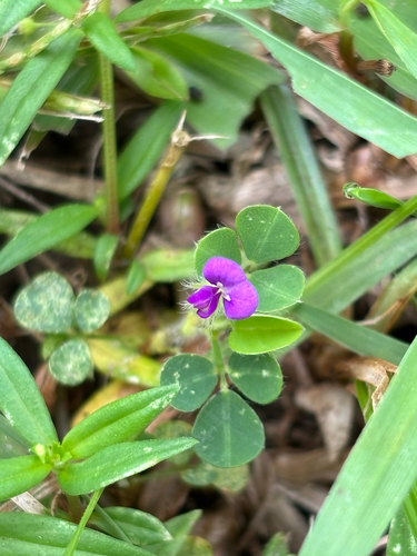 creeping tick trefoil