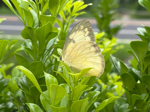 Lemon Migrant
