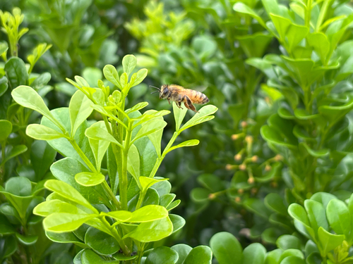 Western Honey Bee