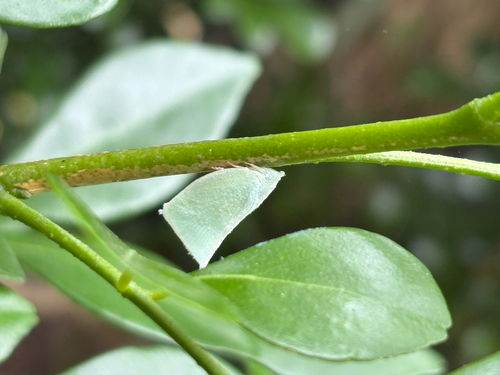 Phylliana alba