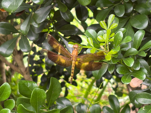 Neurothemis taiwanensis