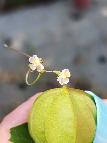 Lesser Balloon Vine