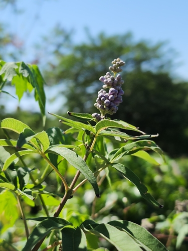 Five-leaved chaste tree