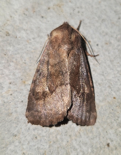Bronzed Cutworm Moth