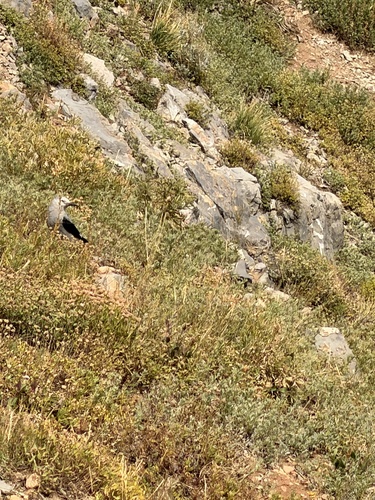 Clark's Nutcracker