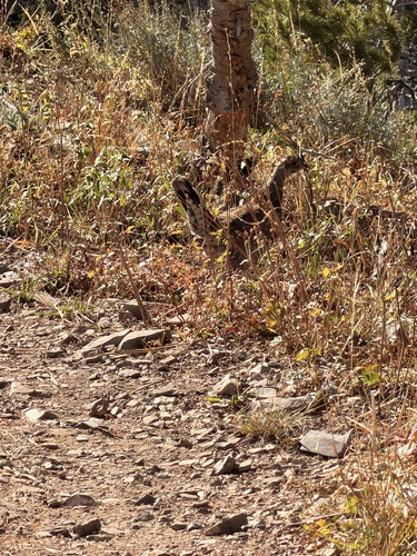 Dusky Grouse