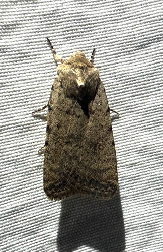 Pale Mottled Willow Moth