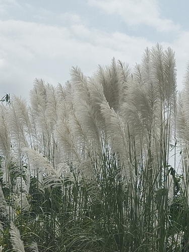 Wild Cane