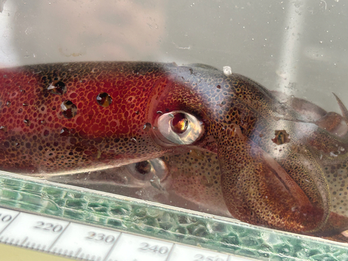 Opalescent Inshore Squid