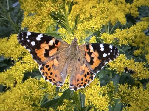 Painted Lady