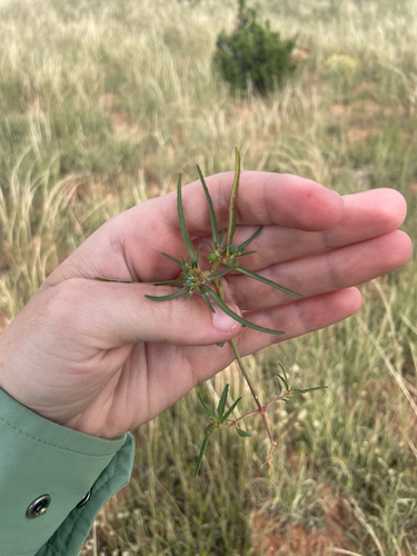 Squareseed Spurge