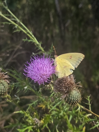 Cloudless Sulphur
