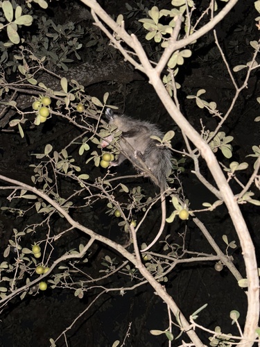 Virginia Opossum