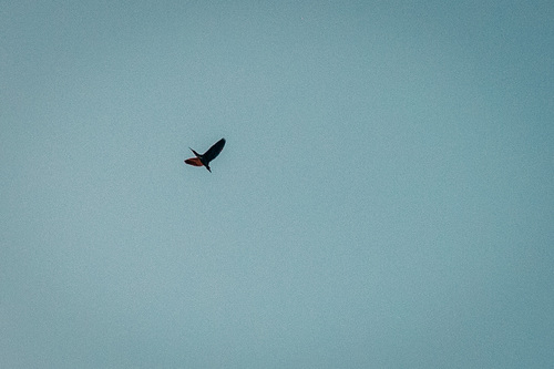 Green Heron