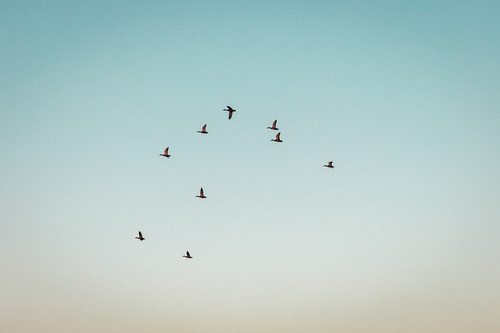 Mallard