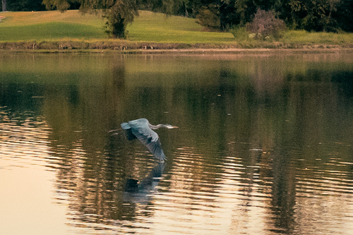 Great Blue Heron