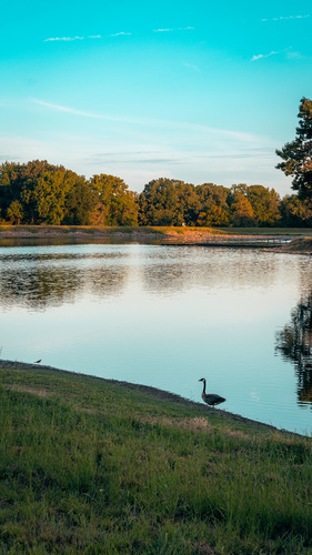 Canada Goose