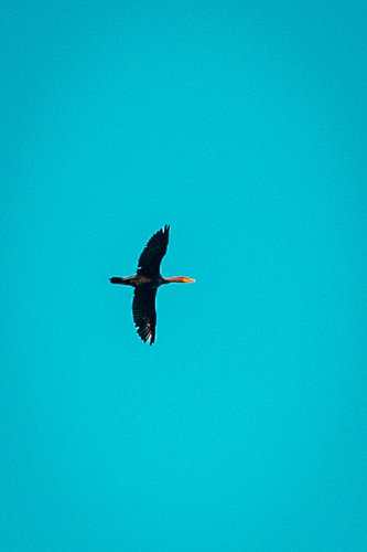 Double-crested Cormorant