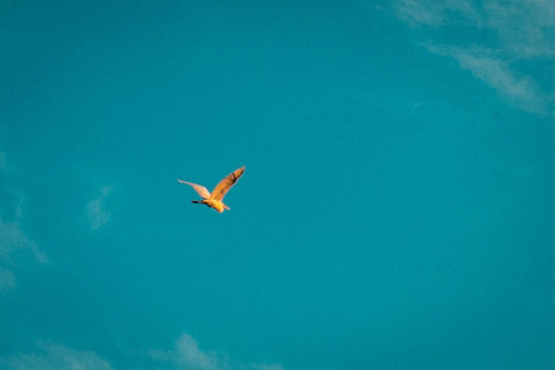 Great Egret