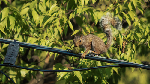 Eastern Gray Squirrel