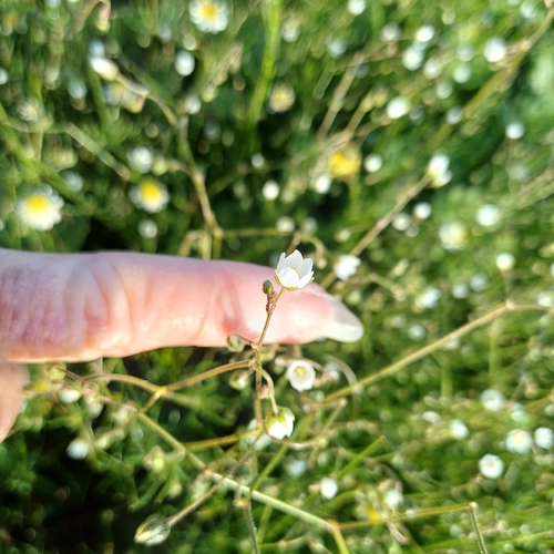Corn spurrey