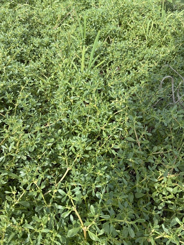 Common Purslane