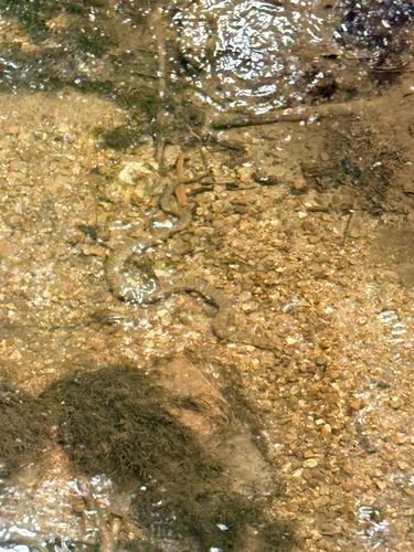 Common Watersnake