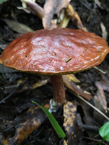 viscid bolete
