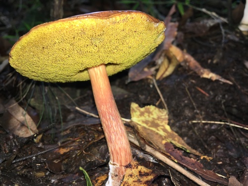 viscid bolete