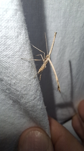 Morning-glory Plume Moth