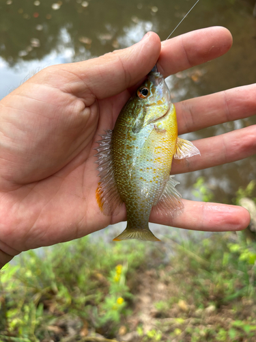 Redbreast Sunfish
